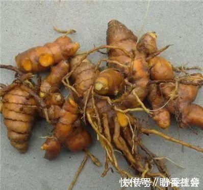 黄金|农村山上一种“黄金”农村人都不吃,城里人稀罕的很