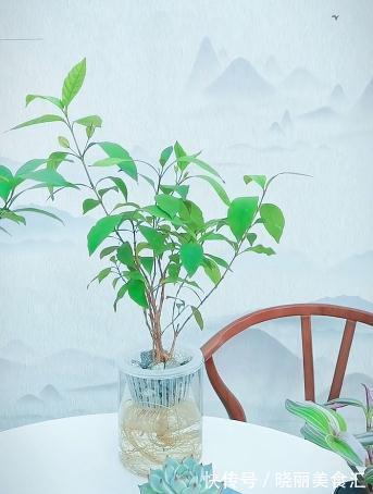 这是一种不太常见的植物——紫云杜鹃