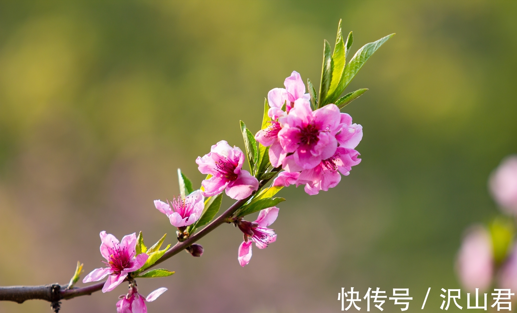 江南$著名诗人写的诗就是不一样,这首诗句句经典,怪不得人人称赞