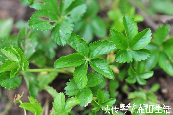 叶子|农村山里这野草,人称“五爪草”,是民间的一味草药