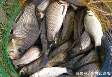 自制饵料嫩玉米和香蕉,一天收获30斤草鱼