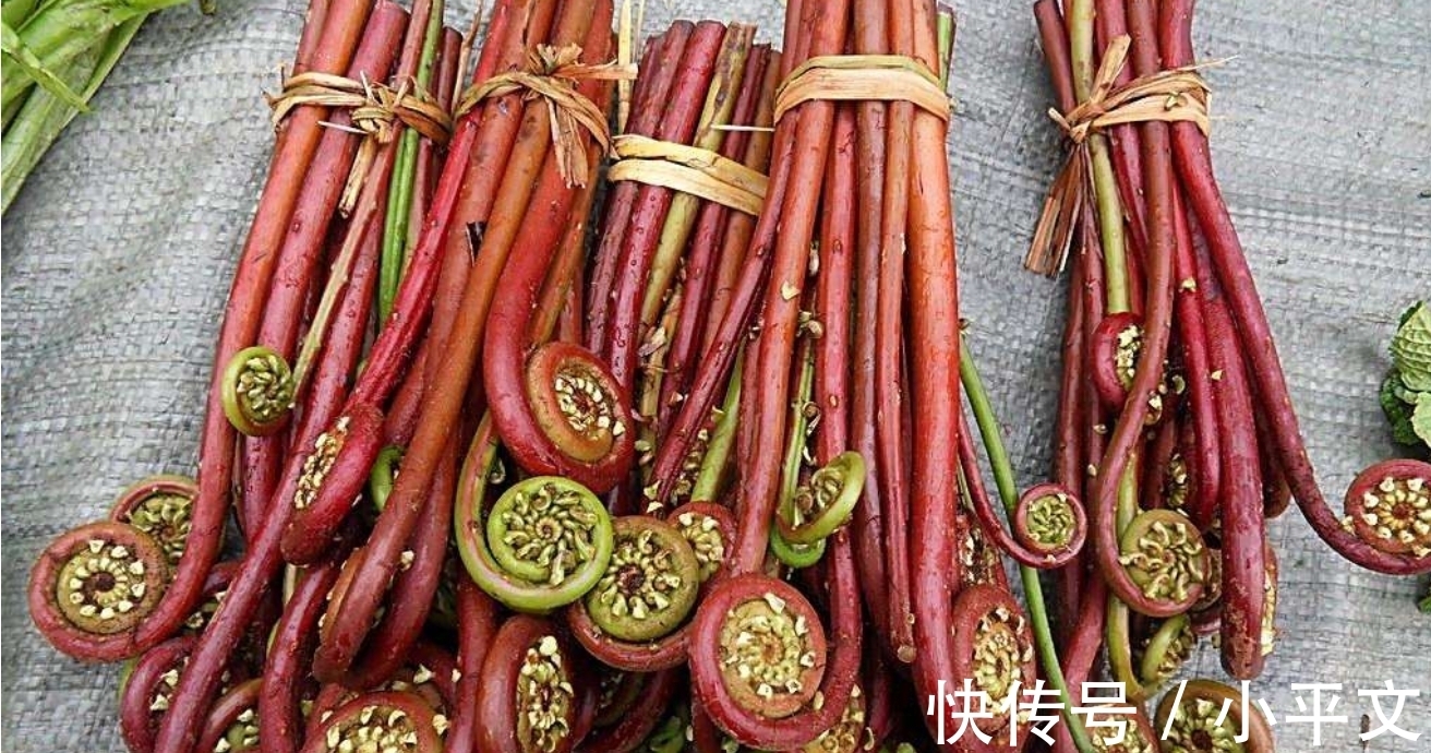 水淀粉|蕨菜5种最好吃的做法，每种都简单美味，看看你喜欢吃哪种？