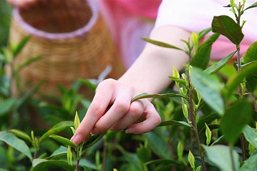 茶叶不仅仅是拿来喝的,你知道哪些?它的用处可多了。