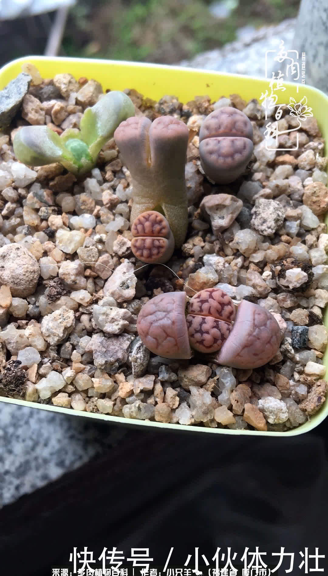 多肉,似星辰大海般的璀璨!