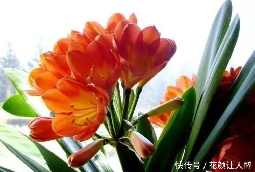 养花|春养君子兰,1颗“洋葱”扔土里,营养充足,花朵开不停!