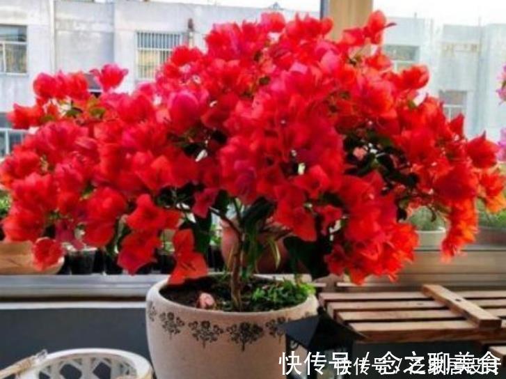 养花公认“最美”4种花，美不胜收，特别适合养花新手！