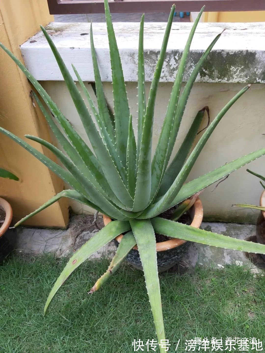 仙客来|勤养鱼,懒养花,10种要粗养才长得好的室内盆栽