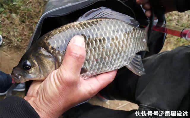 鲫鱼|仲春适合野钓大板鲫，介绍几款自制“素饵”，钓大鲫鱼很给力