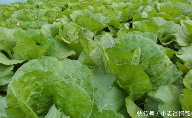 当回事|白菜的“死对头”,两者不能同食,家长们别不当回事