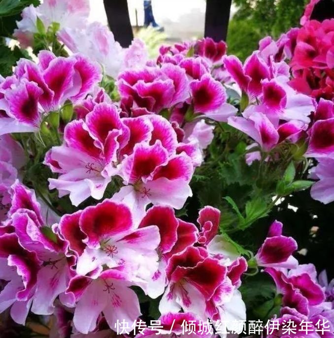 杜鹃花|4种便宜花,别小看,开花漂亮花期长,好养又漂亮