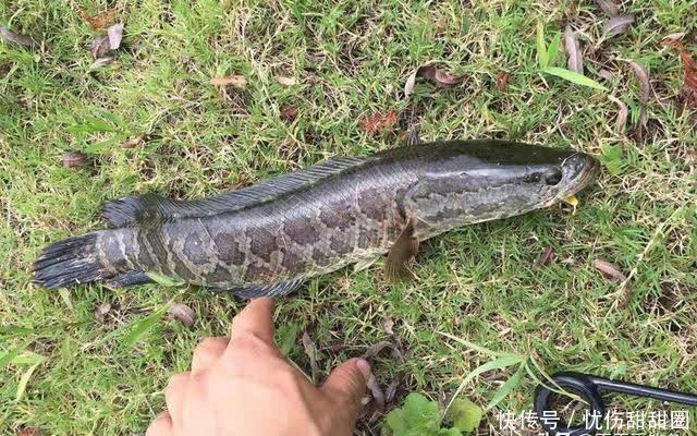 繁殖|夏季钓黑鱼,用这种手竿钓法,不用浮漂不用坠,哪里有鱼钓哪里