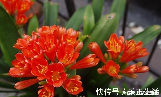 秋季|君子兰夏季“4怕”,避开就能根壮叶绿,秋季“猛”开花