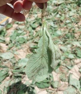肾炎草|这野草,人称“肾炎草”,是极品中药,农村很常见,遇见请重视