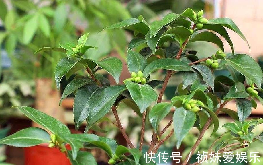 花友|茶花怎样养才能一年比一年开花多正确疏蕾和追肥必不可少