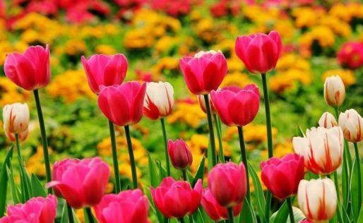 郁金香|超仙的4种花,漂亮似牡丹,四季开花不断,养殖容易,你值得拥有