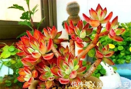 养多肉锦晃星,做好4件事,长成小老桩,养成小精灵!