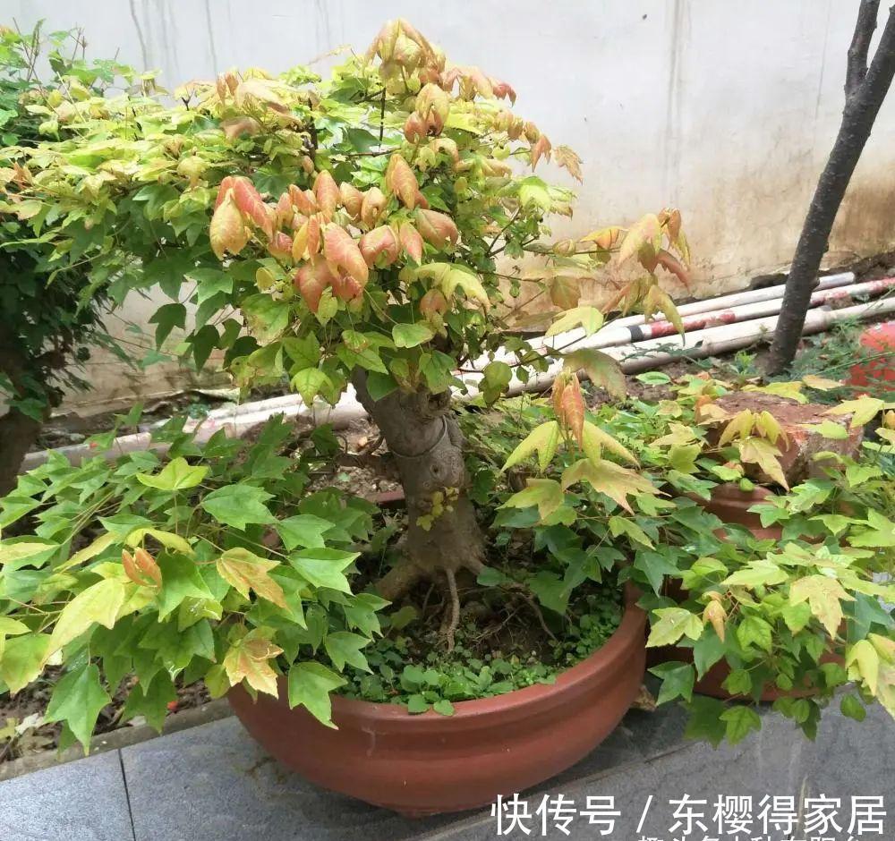 阳台上|从繁殖到造型,在开启三角枫盆景制作过程中感受缤纷世界!
