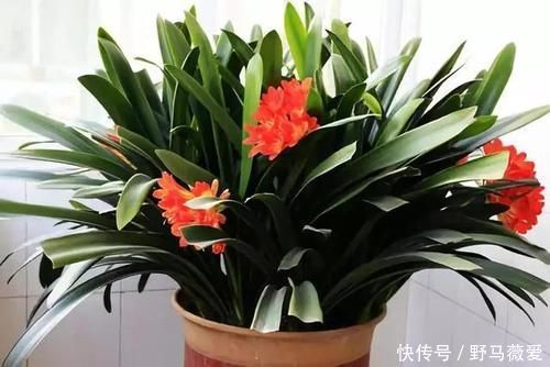 化肥|花生和瓜子壳、鸡蛋壳拿来养花,这么用,效果比化肥强10倍