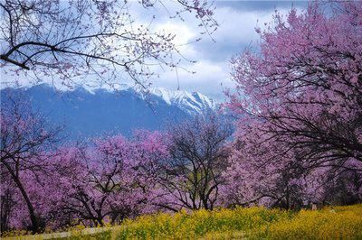 西藏林芝桃花节！春光在眼前，一起去看雪山下的桃花海！