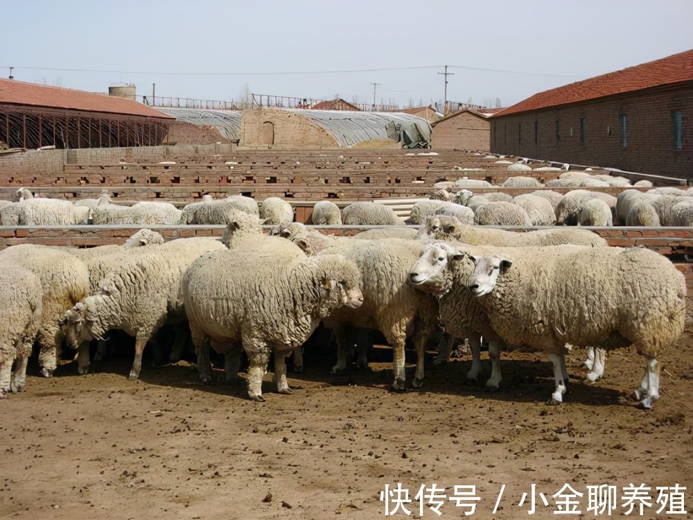 拉痢疾|羊腹泻用什么药效果好?羊拉痢疾吃什么药好得快?从这三方面入手