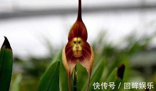 兰花界的“美猴王”，猴面小龙兰，怎么养首要价值是什么