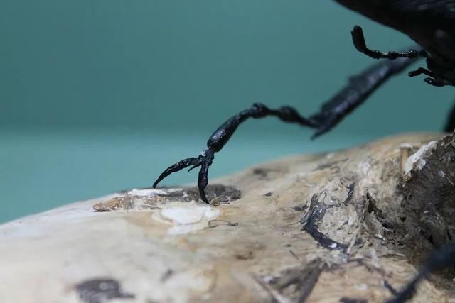 差点吓一跳,用纸做出来的昆虫,比真的还逼真