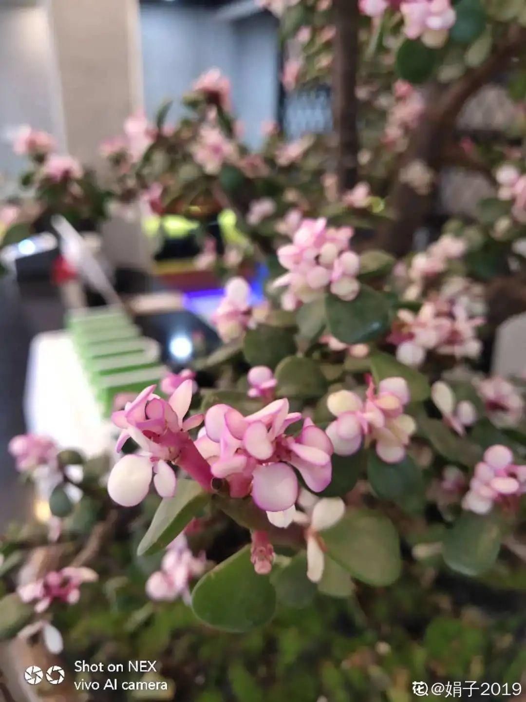 买的花总不活,秘密全在花盆里,搬起来看看才知道