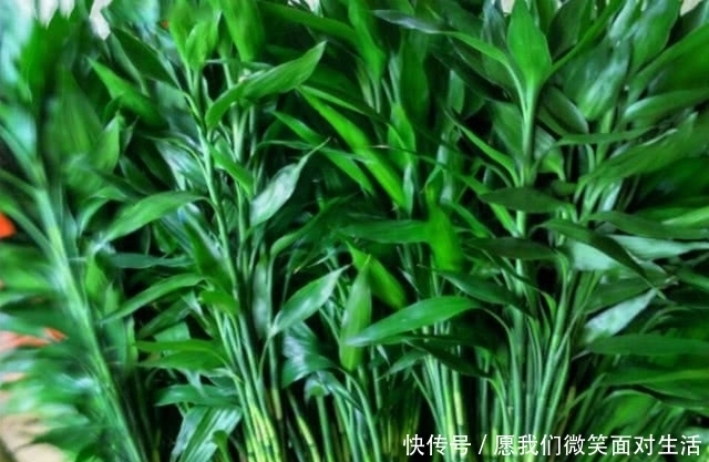 养富贵竹时,把控好5点,枝叶旺盛油绿,根系繁壮生长快!