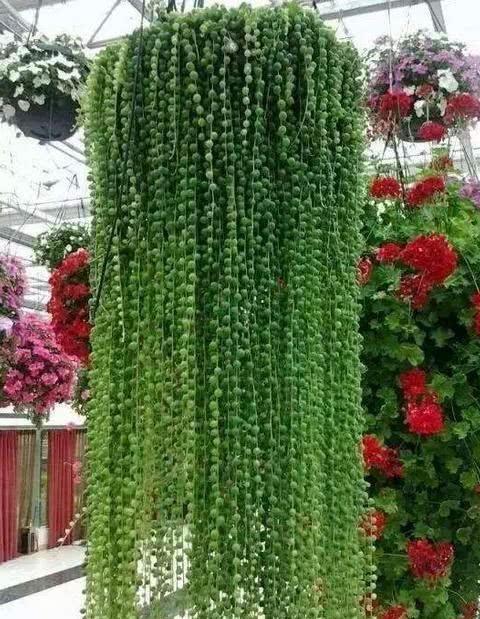 农历九月二十三霜降后，养什么花？以下3种花，万事如意事事顺心