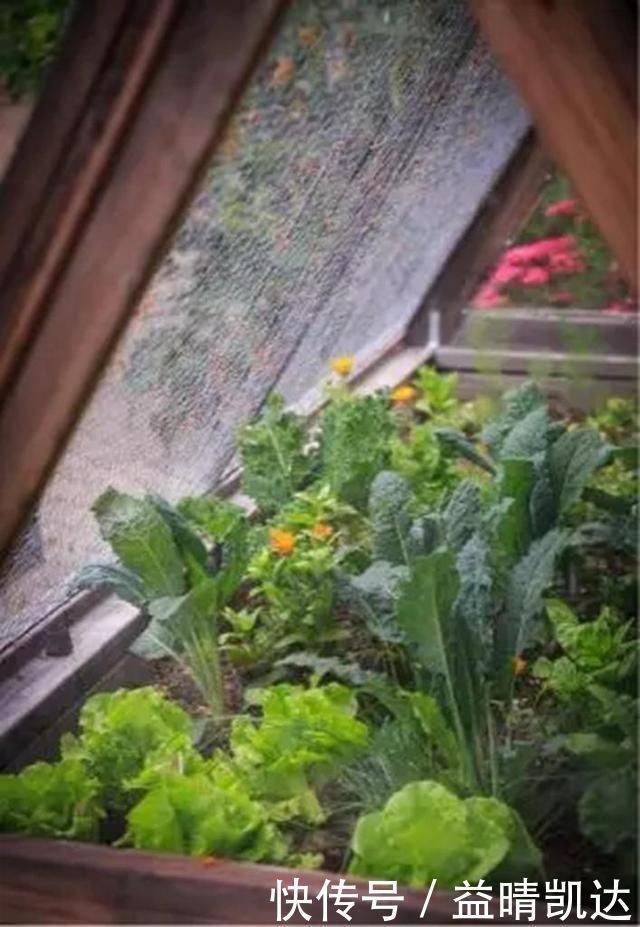 现在有个菜园才是人生赢家,450㎡可食用花园,实现你的吃货自由