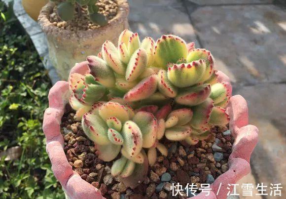 阳台党|5种多肉难出状态，就要狠狠虐，不然干脆送人！