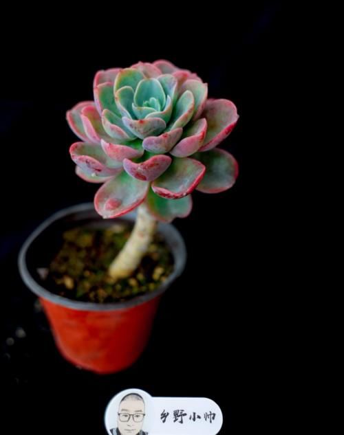 时光荏苒，让多肉成为你的诗和远方