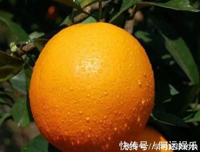 美味|6种美食,建议人到中老年要常吃,营养全面又美味,越吃越健康!