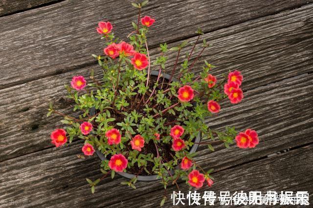 麻绳菜|本是野草,却被称为“天然青霉素”,怪不得许多人愿意吃呢