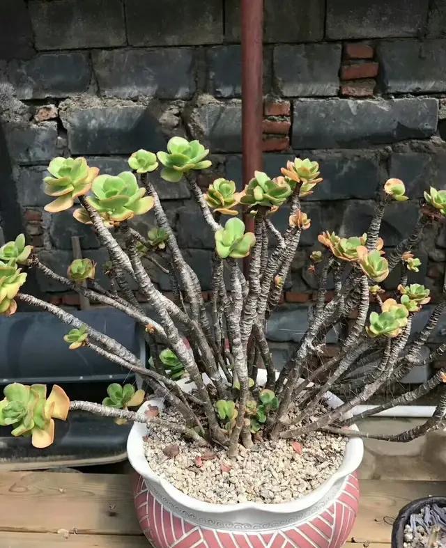 多肉“老桩”怎么样方法一点就通,做好5点,主干木质化