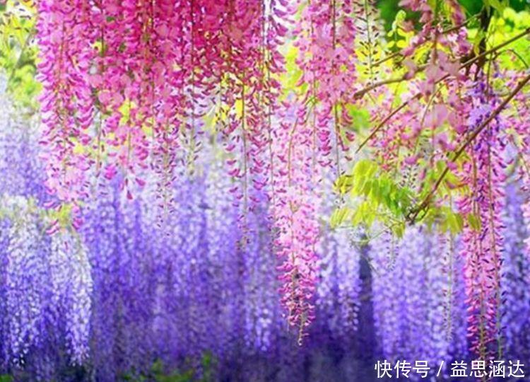 财运|几款艳美的花卉,花大色艳花期长,好运财运来,家中必备