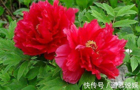 牧丹|新手养花,不如养盆花中精品“芳纪”,花色纯正,香味浓郁