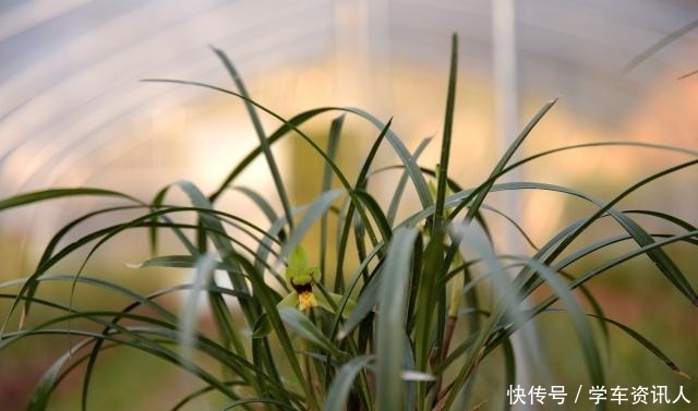 兰友上山找兰花,种在盆中3个月,才发现原来认错了!