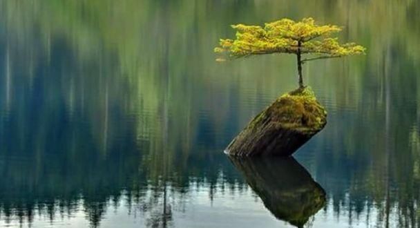 开眼|这种养不死的野草盆景,美到让人移不开眼,你确定不种一盆