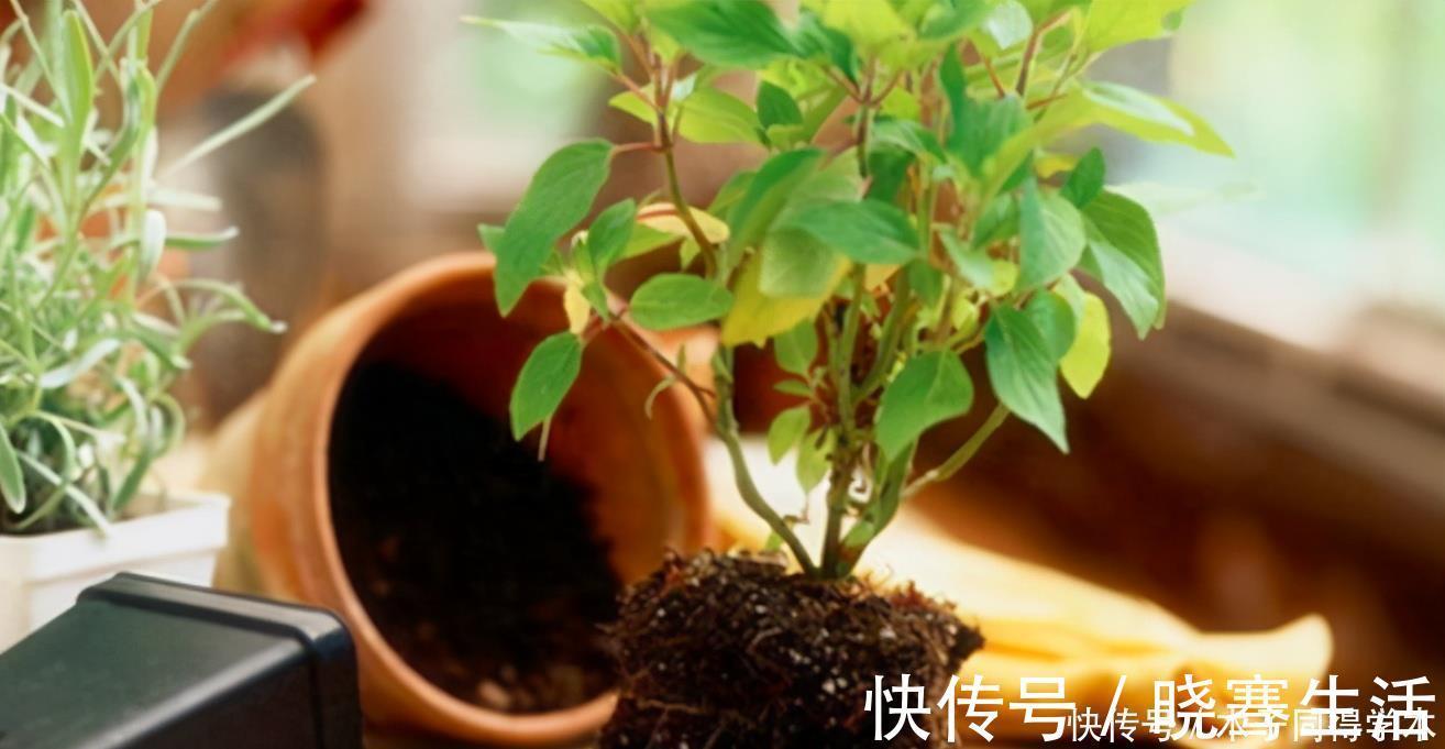 发酵|想要花儿长的好，有4种土，扔掉也别用，特别是新手要谨慎使用