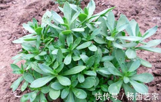 抑菌|救心菜又成“救命菜”，食药两用价值很高，抑菌补血，美容降压