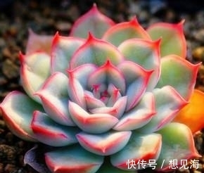 阳台也能养出漂亮多肉,这5款莲座肉肉,好养又省心,新手放心养