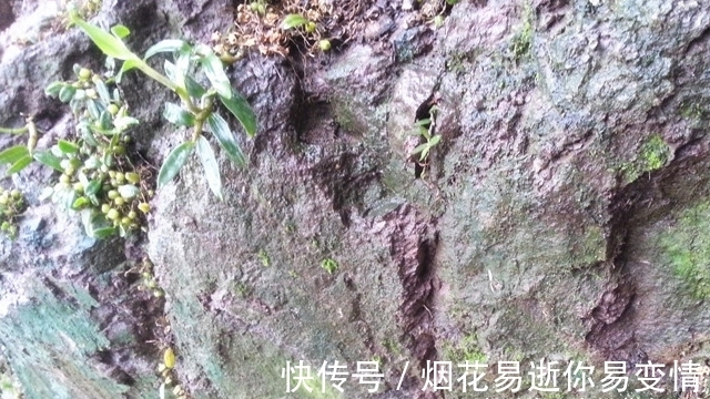 人称“皇帝草”,若出现您家岩石上,请保护好,价值堪比“黄金”