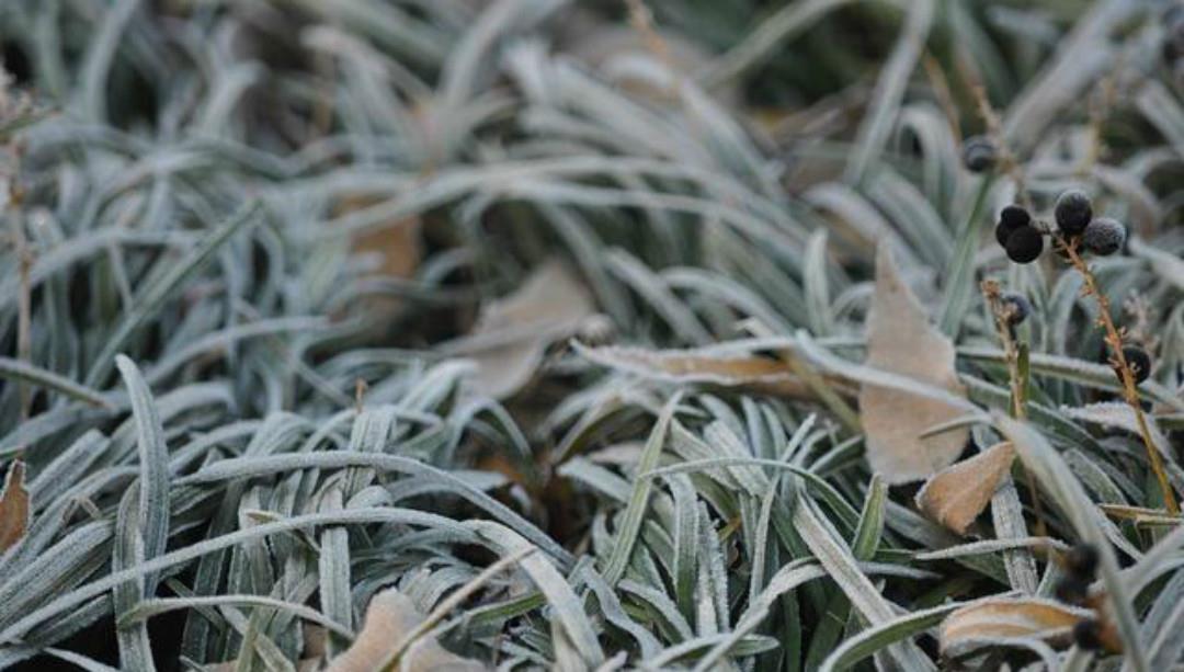 霜|杨万里一首很有趣的七绝《霜》,只是那么淡淡着笔,但是很唯美!