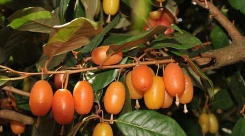 农民|农村一种野果子,农民当水果吃,却不知道它是止咳润肺的一大良药