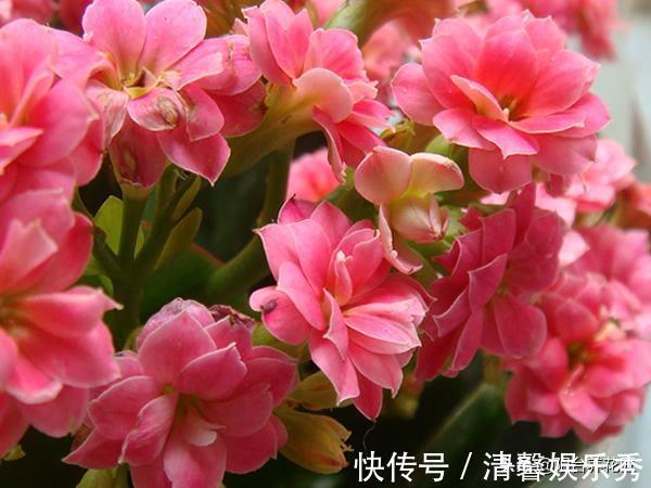 休眠|秋天,养护长寿花,做好这“4要点”,叶片肥厚,花苞蹭蹭冒不停