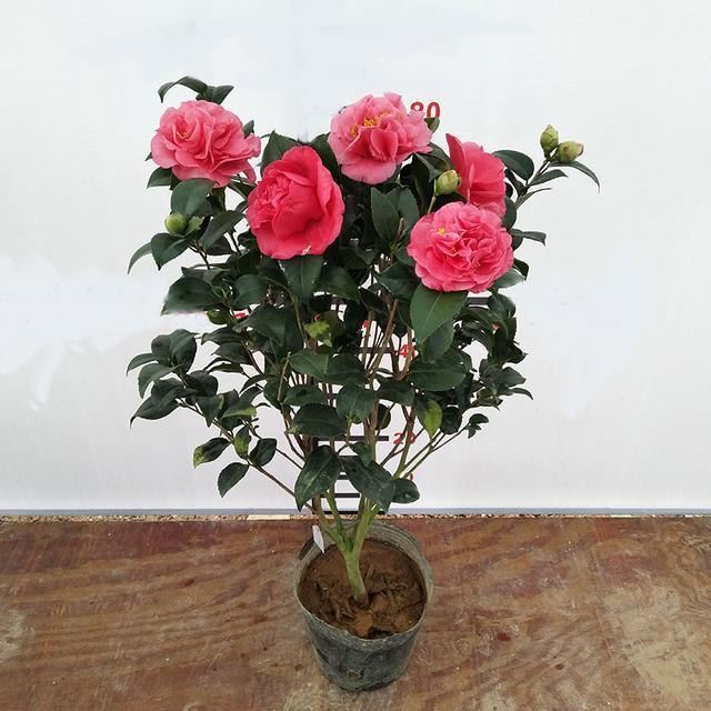 比牡丹还美的花卉，花色艳、香味浓、花期长，长势旺盛，优点众多