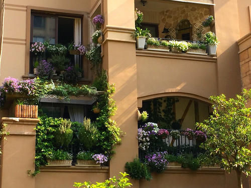 30㎡阳台改造的植物花园，网友直呼：这是我见过最美的阳台花园