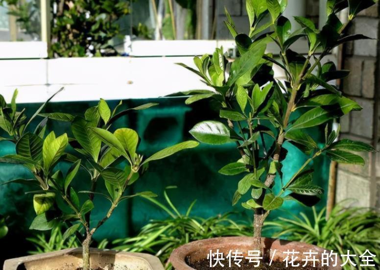 秋天降温后，5种花赶紧扦插，不黑腐生根快，一盆轻松变多盆