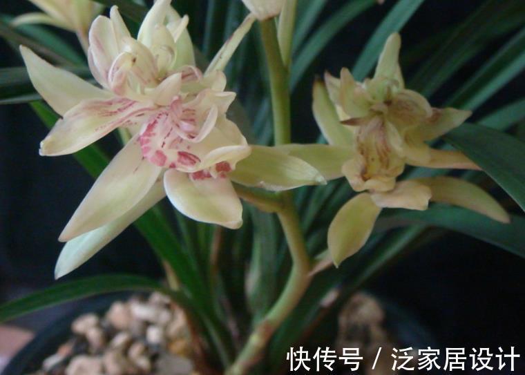 植株|养兰花富山奇蝶,夏秋盆栽嗖嗖开花,花色黄中带有一丝红